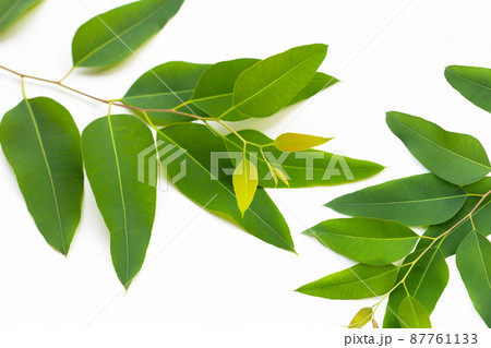 Eucalyptus leaves on white background. 87761133