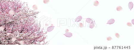 桜吹雪 桜吹雪 87761445