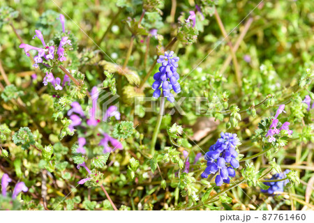 ムスカリと ホトケノザ ムスカリと ホトケノザ 87761460