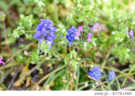 ムスカリと ホトケノザ ムスカリと ホトケノザ 87761466