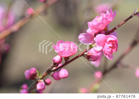 桃の花 桃の花 87761476
