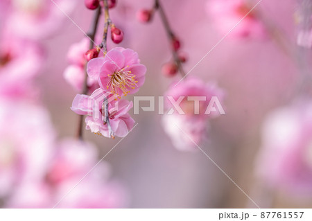 春のピンクの梅の花 87761557