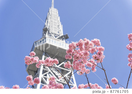 中部電力 MIRAI TOWER (名古屋テレビ塔)と河津桜 中部電力 MIRAI TOWER (名古屋テレビ塔)と河津桜 87761705
