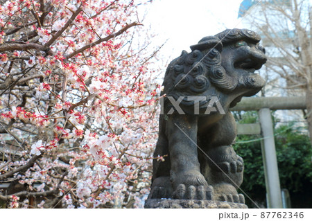 湯島天満宮のうめと狛犬　梅まつり　ゆしまてんまんぐう　湯島神社　通称湯島天神　東京都文京区湯島 87762346