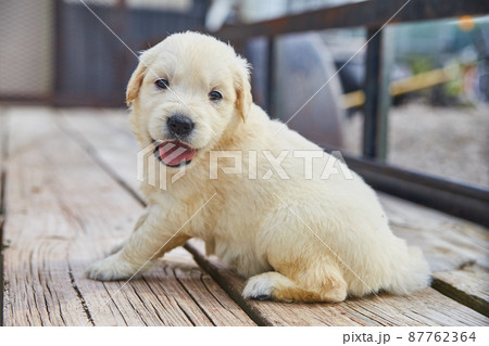 Happy golden retriever panting on wood deck outside 87762364