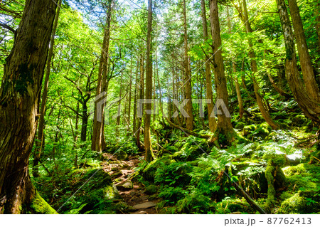 蓼科の森 蓼科の森 87762413