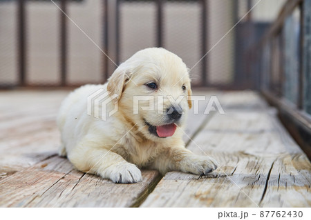 Panting golden retriever puppy outside on wood deck Panting golden retriever puppy outside on wood deck 87762430