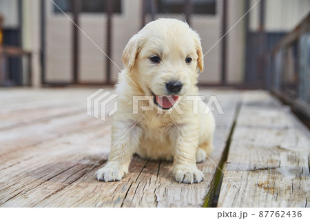 Panting and happy golden retriever puppy on wood trailer decking 87762436