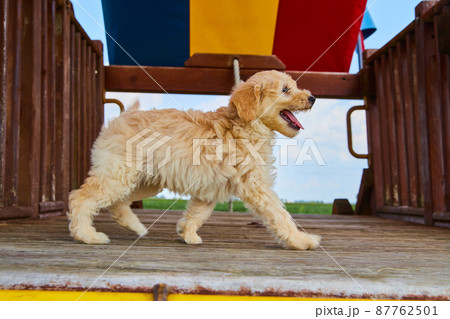 Golden Retriever puppy on playground 87762501