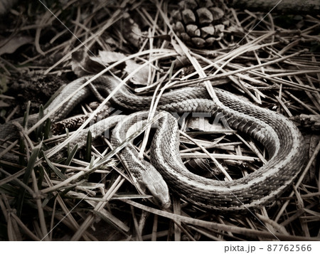 Black and white shot of a garter snake coiled in a nest of grass Black and white shot of a garter snake coiled in a nest of grass 87762566