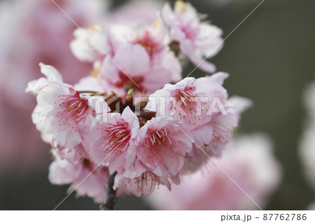 椿寒桜 87762786
