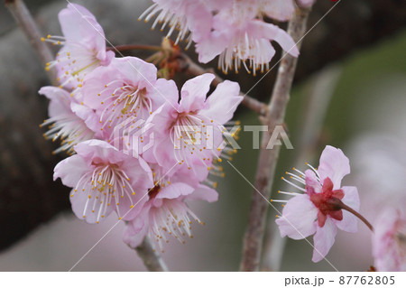 椿寒桜 87762805
