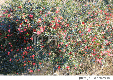 たくさん花が咲いている「ヤブツバキ」 87762940