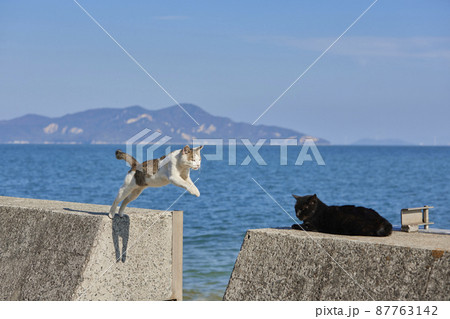 佐柳島の猫 87763142