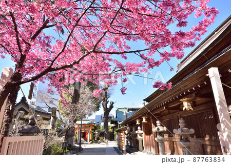 春の櫛田神社 福岡市博多区上川端町 春の櫛田神社 福岡市博多区上川端町 87763834
