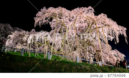 夜の滝桜 福島県 夜の滝桜 福島県 87764006