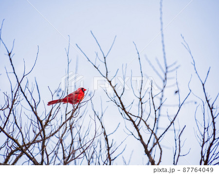 Close up shot of a cute male Northern cardinal on a tree 87764049