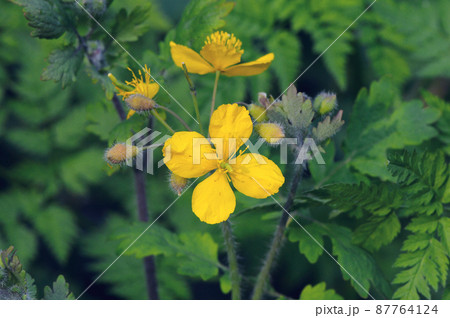 クサノオウの花(北海道・中札内村) クサノオウの花(北海道・中札内村) 87764124