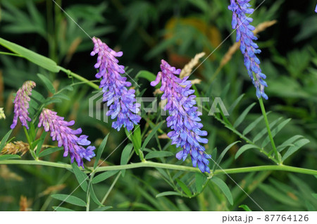 クサフジ（北海道・知床） 87764126