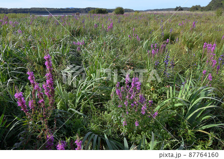 エゾミソハギの群落(北海道・小清水町) エゾミソハギの群落(北海道・小清水町) 87764160