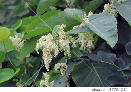 オオイタドリ（北海道・知床） 87764214