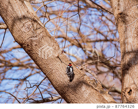 Close up shot of male Hairy woodpecker digging on a tree Close up shot of male Hairy woodpecker digging on a tree 87764326