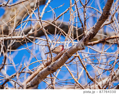 Close up shot of American goldfinch eating on a tree Close up shot of American goldfinch eating on a tree 87764330