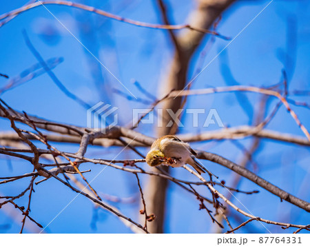 Close up shot of American goldfinch eating on a tree Close up shot of American goldfinch eating on a tree 87764331