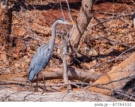 Close up shot of a Great blue heron in pond 87764332