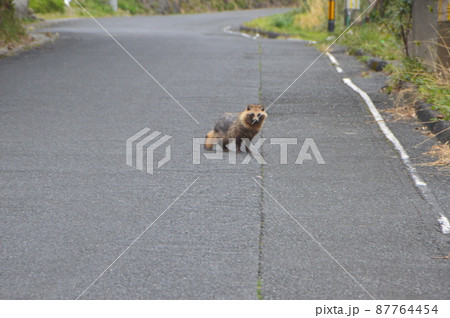 道に迷い出たタヌキ(鹿児島肝属郡南大隅町) 道に迷い出たタヌキ(鹿児島肝属郡南大隅町) 87764454