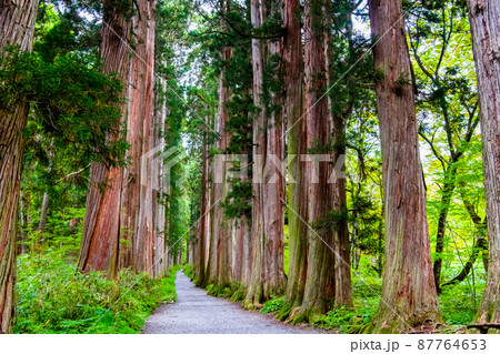長野県 戸隠神社　～奥社参道並木～ 87764653