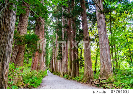 長野県 戸隠神社　～奥社参道並木～ 87764655
