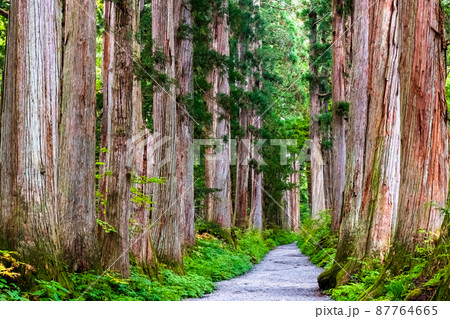長野県 戸隠神社 ~奥社参道並木~ 長野県 戸隠神社 ~奥社参道並木~ 87764665