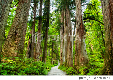 長野県 戸隠神社　～奥社参道並木～ 87764671