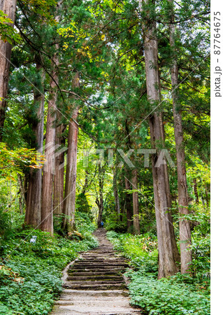長野県 戸隠神社 ~奥社参道並木~ 長野県 戸隠神社 ~奥社参道並木~ 87764675