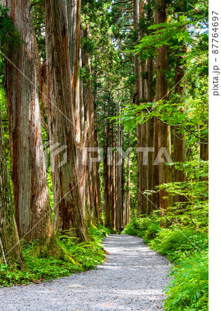 長野県 戸隠神社　～奥社参道並木～ 87764697
