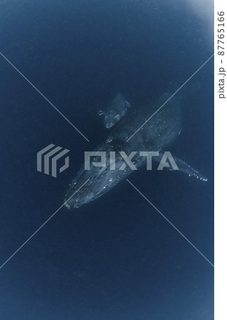 ザトウクジラの親子 ザトウクジラの親子 87765166