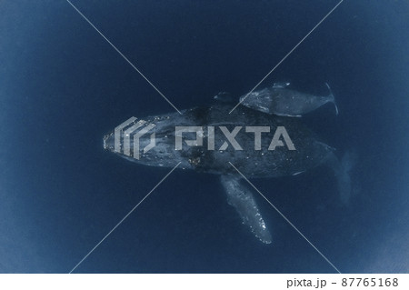 ザトウクジラの親子 87765168