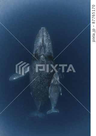 ザトウクジラの親子 87765170