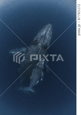 ザトウクジラの親子 87765172