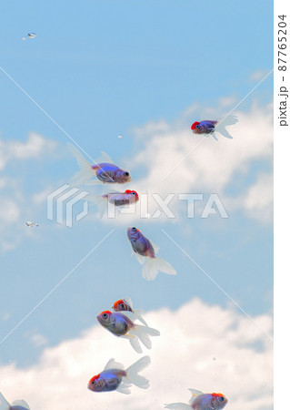 空を泳ぐ金魚｜縦構図 87765204