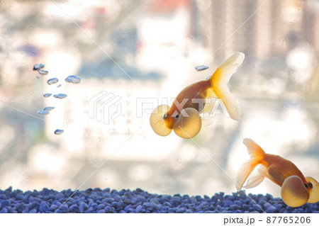 愛嬌のある金魚 87765206
