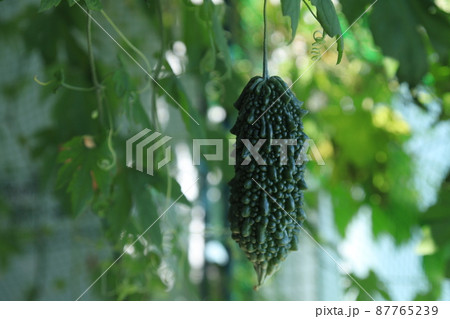 ベランダガーデニングのゴーヤ　撮影場所：大和市（神奈川県） 87765239