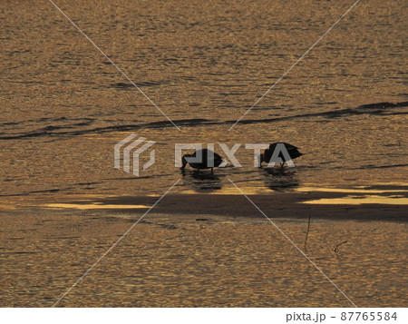 二羽の鴨の夕景 二羽の鴨の夕景 87765584