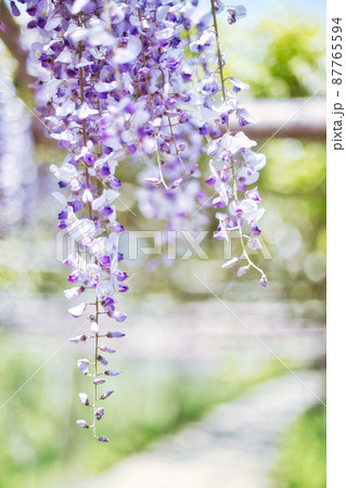 藤の花|縦位置 藤の花|縦位置 87765594