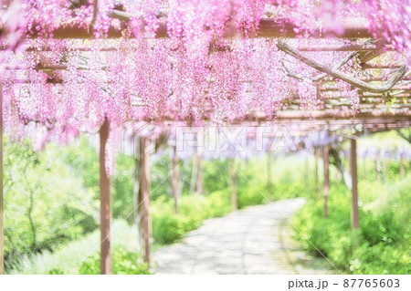 鮮やかなピンク色の藤の花 鮮やかなピンク色の藤の花 87765603