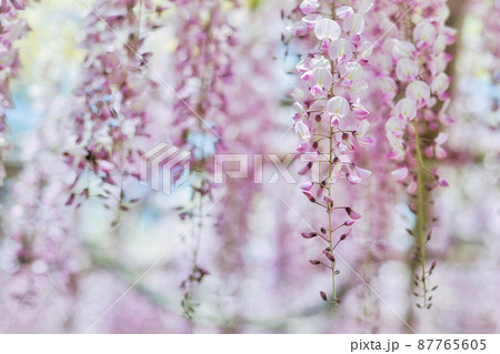 ピンク色が可愛い藤の花 87765605