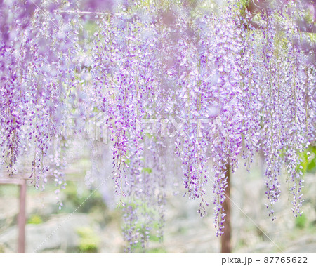 紫色が綺麗な藤の花のすだれの写真素材