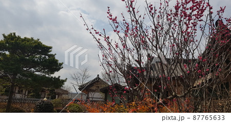 植物 景色 風景 87765633