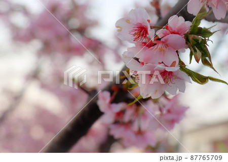 春の知らせ　桜　埼玉県越谷市蒲生 87765709